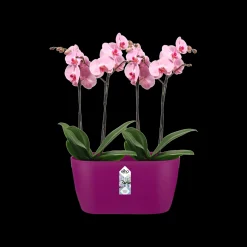 ohgreen Ecocheques|Potten En Vazen|Duo orchidee 25cm