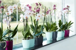 ohgreen Ecocheques|Potten En Vazen|Duo orchidee 25cm