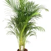 ohgreen Groene Planten|Ecocheques|Dypsis lutescens ( Goudpalm )