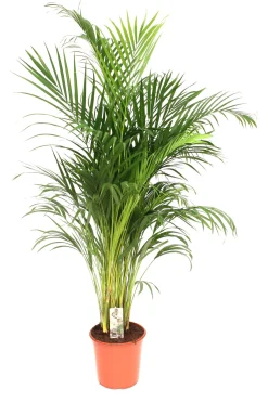 ohgreen Groene Planten|Ecocheques|Dypsis lutescens ( Goudpalm )