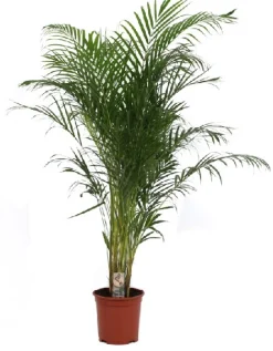 ohgreen Groene Planten|Ecocheques|Dypsis lutescens p27 h160