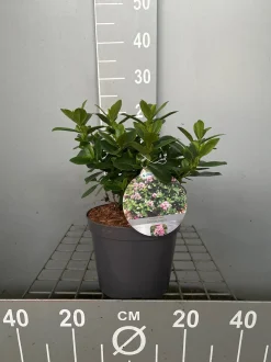 ohgreen Struiken|Ecocheques|Escallonia laevis Pink Elle