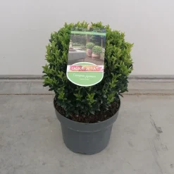 ohgreen Struiken|Ecocheques|Euonymus in bolvorm p23 h40