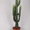 ohgreen Ecocheques|Groene Planten|Euphorbia cowboycactus