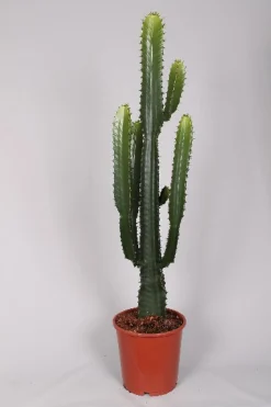 ohgreen Ecocheques|Groene Planten|Euphorbia cowboycactus