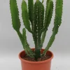 ohgreen Cactus - Succulent - Sanseveria|Ecocheques|Euphorbia triangularis