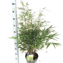 ohgreen Vaste Planten|Ecocheques|Fargesia robusta formidable p23 niet woekerende bamboe