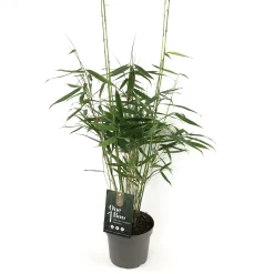 ohgreen Vaste Planten|Ecocheques|Fargesia r.pingwu p17 niet woekerende bamboe