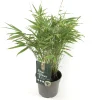 ohgreen Vaste Planten|Ecocheques|Fargesia rufa p17 niet woekerende bamboe