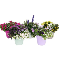 ohgreen Voorjaar|Ecocheques|Festival kleuren in pot Aqua-Easy