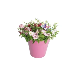 ohgreen Voorjaar|Ecocheques|Festival kleuren in pot Aqua-Easy