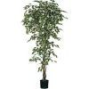 ohgreen Sfeermakers|Ficus bont in plastic pot - h210xd100cm