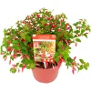 ohgreen Vaste Planten|Ecocheques|Fuchsia Chilli Red