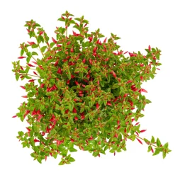 ohgreen Vaste Planten|Ecocheques|Fuchsia Chilli Red