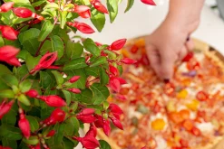 ohgreen Vaste Planten|Ecocheques|Fuchsia Chilli Red