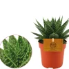 ohgreen Groene Planten|Ecocheques|Gasteria aurora