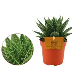 ohgreen Groene Planten|Ecocheques|Gasteria aurora