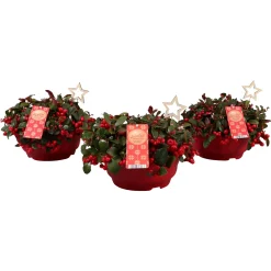 ohgreen Najaar|Ecocheques|Gaultheria procumbens ( Bergthee )