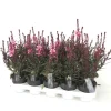ohgreen Voorjaar|Ecocheques|Gaura of prachtkaars p12 h25