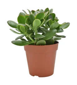 ohgreen Cactus - Succulent - Sanseveria|Ecocheques|Geldboom ( Crassula Ovata sunset )