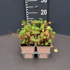 ohgreen Vaste Planten|Ecocheques|Geranium cant.biokovo 6pack vaste plant geranium