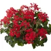 ohgreen Voorjaar|Ecocheques|Geranium hang p12
