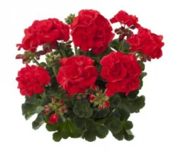 ohgreen Voorjaar|Ecocheques|Geranium recht p12