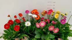 ohgreen Voorjaar|Ecocheques|Gerbera garvinea p19