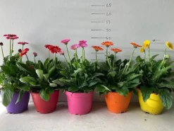 ohgreen Voorjaar|Ecocheques|Gerbera garvinea p19
