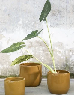 ohgreen Potten En Vazen|Glazed shades Pot mosterd d22 h20