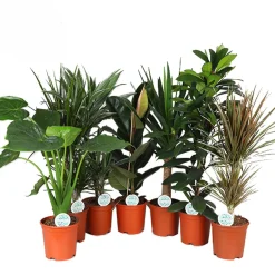 ohgreen Ecocheques|Groene Planten|Groene plant mix