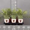 ohgreen Ecocheques|Vaste Planten|Hakonechloa macra