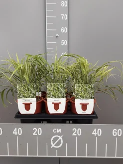 ohgreen Ecocheques|Vaste Planten|Hakonechloa macra