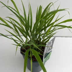 ohgreen Vaste Planten|Ecocheques|Hakonechloa macra ( Hakonegras )