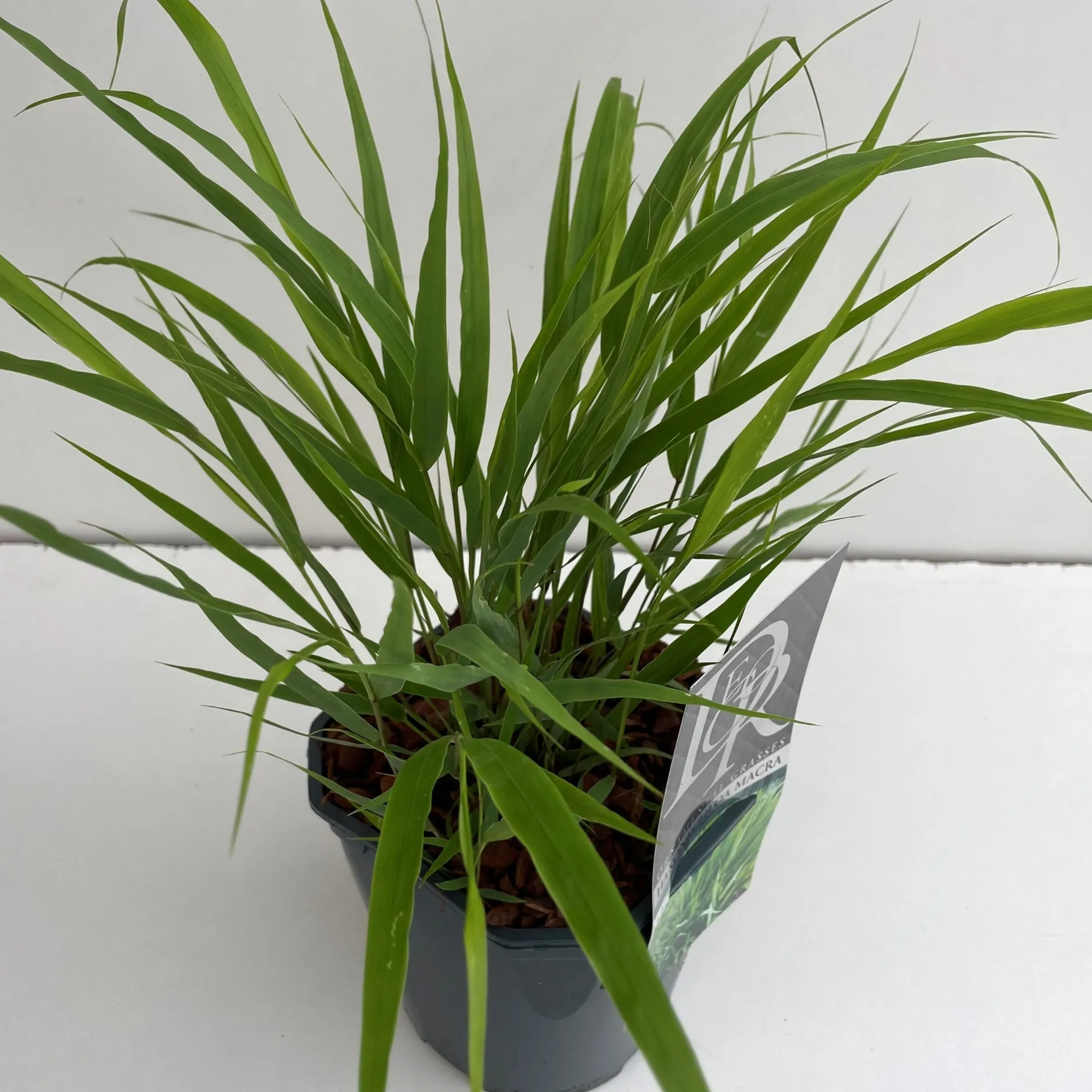 ohgreen Vaste Planten|Ecocheques|Hakonechloa macra ( Hakonegras )