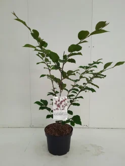 ohgreen Struiken|Ecocheques|Hamamelis intermedia Feuerzauber ( Toverhazelaar )