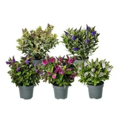 ohgreen Najaar|Ecocheques|Hebe addenda mix