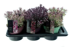 ohgreen Najaar|Ecocheques|Hebe p17 h25