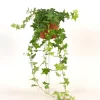 ohgreen Groene Planten|Ecocheques|Hedera helix groen p13 h20