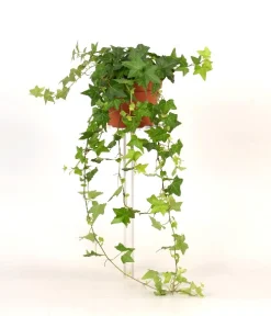 ohgreen Groene Planten|Ecocheques|Hedera helix groen p13 h20