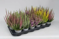 ohgreen Najaar|Ecocheques|Heide Garden Girls