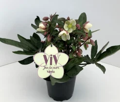 ohgreen Najaar|Ecocheques|Helleborus in varieteiten