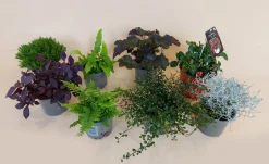 ohgreen Najaar|Ecocheques|Herfstmix