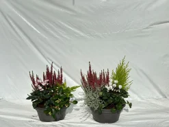 ohgreen Najaar|Ecocheques|Herfstschalen