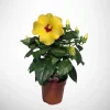 ohgreen Voorjaar|Ecocheques|Hibiscus Rosa Sinensis