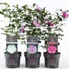ohgreen Struiken|Ecocheques|Hibiscus syriacus of tuinhibiscus p19 h60