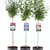 ohgreen Struiken|Ecocheques|Hibiscus syriacus of tuinhibiscus mix stam p21 h115