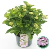 ohgreen Struiken|Ecocheques|Hortensia macrophylla p23