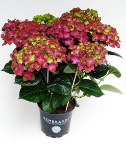 ohgreen Bloeiende Planten|Ecocheques|Hortensia rembrand rood p15 h40