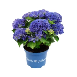 ohgreen Struiken|Ecocheques|Hortensia royal collection p20